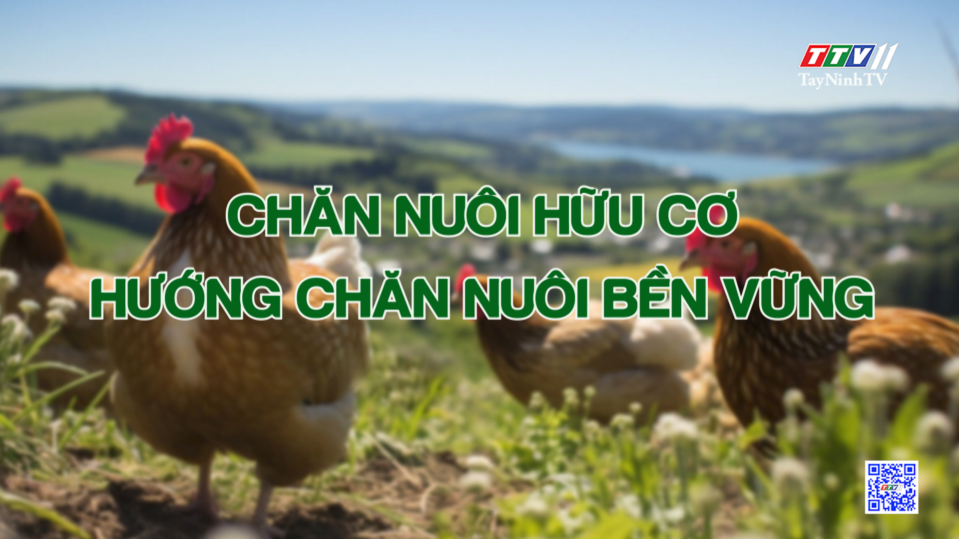 Chăn nuôi hữu cơ - hướng chăn nuôi bền vững | Nông nghiệp Tây Ninh | TayNinhTV
